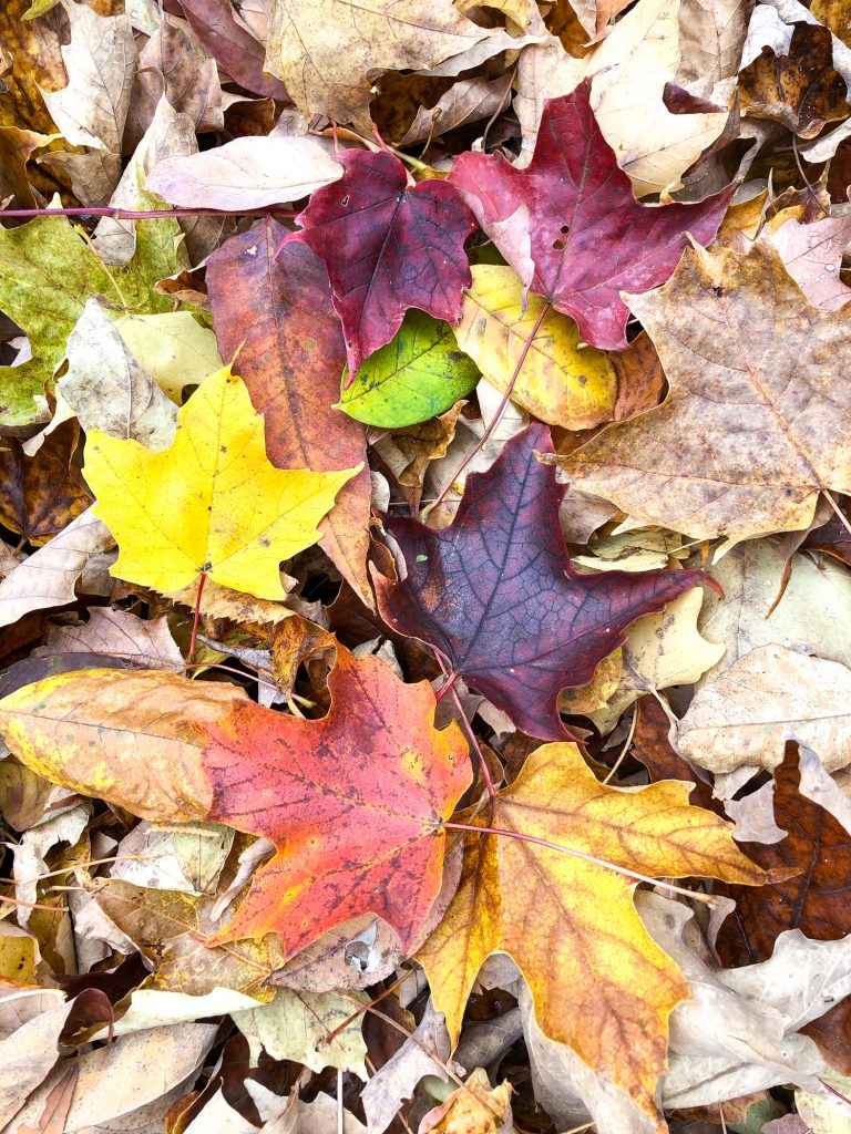 Fall foliage 2018 Wisconsin