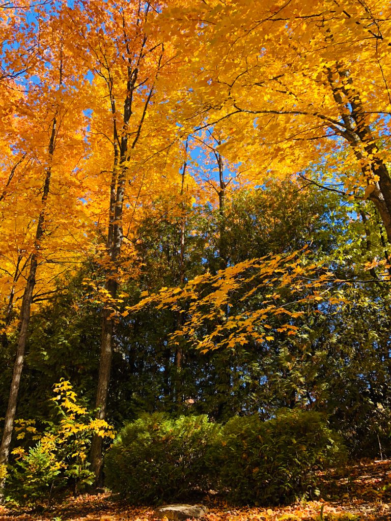 Fall foliage 2018 Wisconsin